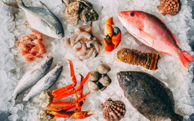 🌊 Japan’s Oyster Crisis: Warming Seas Devastate Hiroshima’s Iconic Seafood