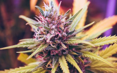 More U.S. Workers Test Positive for Marijuana as Employers Relax Cannabis Drug Testing